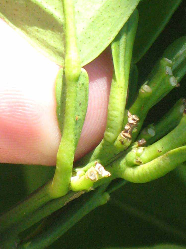              Petiole (Winter Haven, FL)       